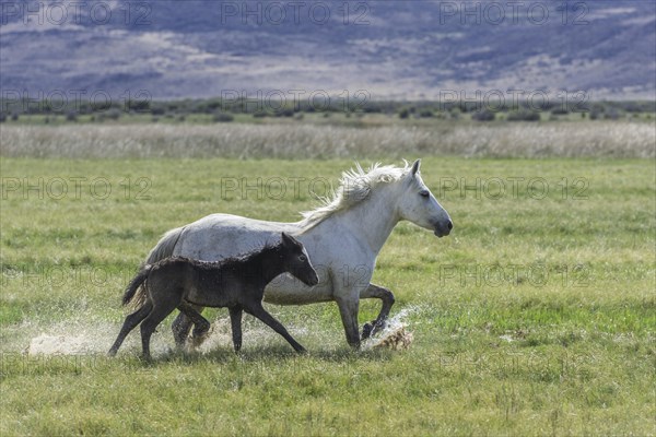 White mare with dark foal running through wet grass