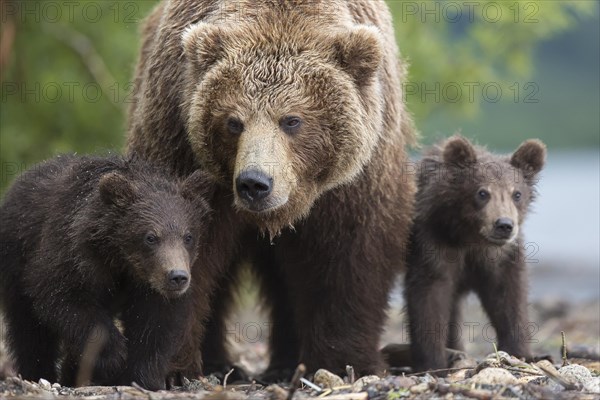 Brown bear (Ursus arctos)