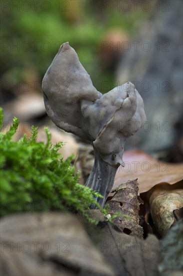 Slate grey saddle (Helvella lacunosa)