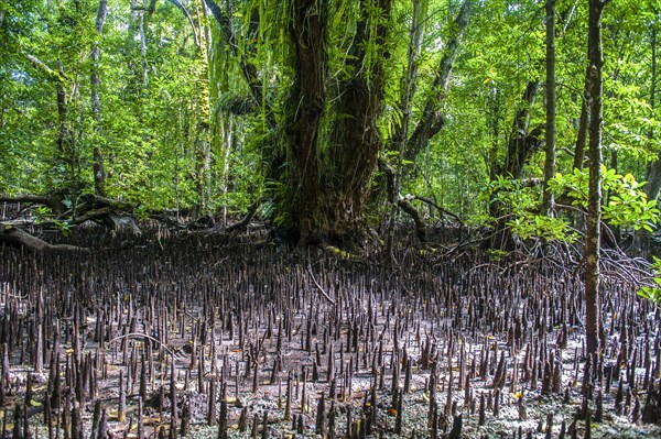 Mangrove roots