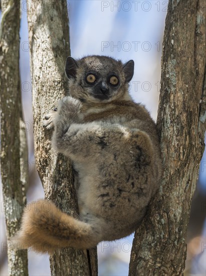 Red-tailed Sportive Lemur (Lepilemur ruficaudatus)