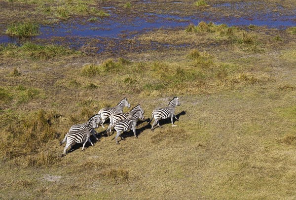 Burchell's Zebras (Equus quagga burchelli)