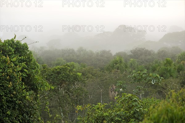 Views over the treetops of the rainforest at dawn