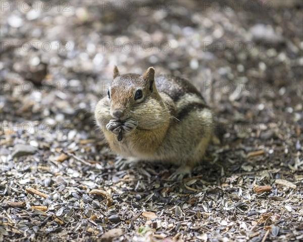 Eastern Chipmunk (Tamias striatus)