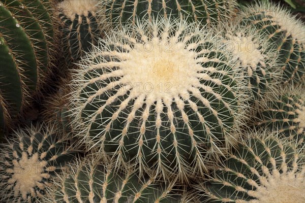 Barrel Cactus