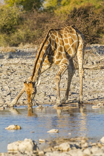 Giraffe (Giraffa camelopardalis) drinking at a waterhole