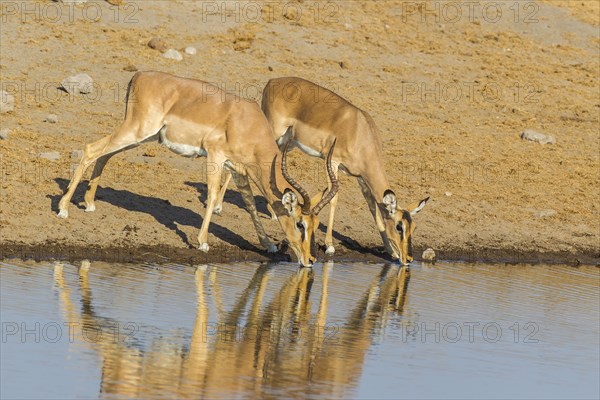 Black Nose impalas (Aepyceros melampus petersi)