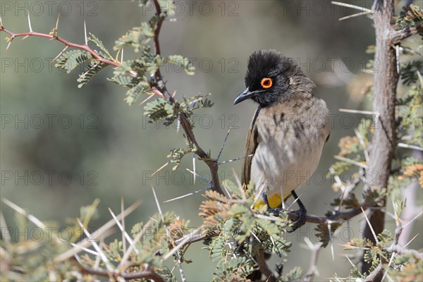 African Red-eyed Bulbul (Pycnonotus nigricans)