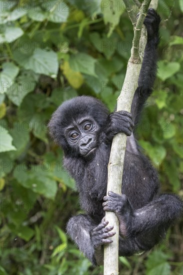 Mountain Gorilla (Gorilla beringei beringei) of the Nkuringo group