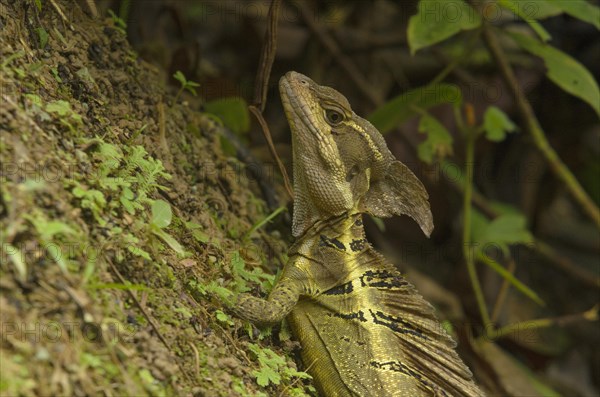 Basilisk Lizard (Basiliscus basiliscus)