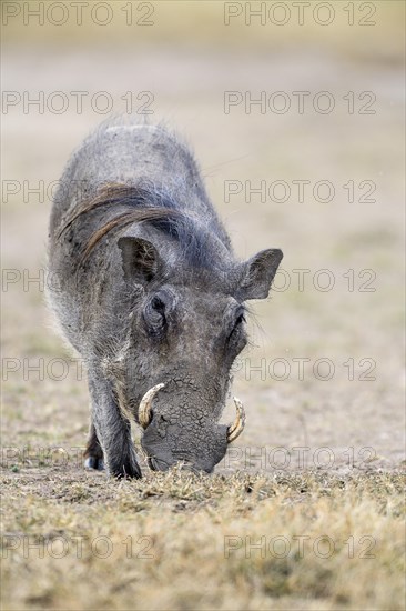 Warthog (Phacochoerus africanus) feeding on short grass