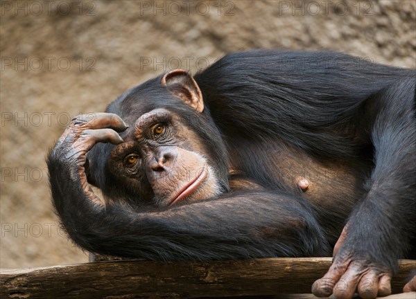 Western Chimpanzee or West African Chimpanzee (Pan troglodytes verus)