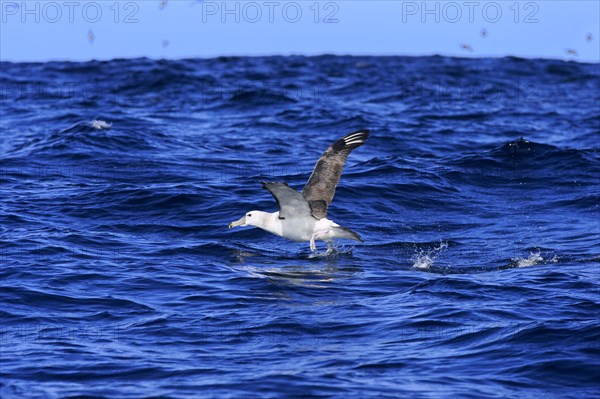 Shy albatross (Thalassarche cauta)