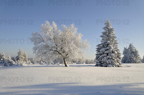 Winter landscape