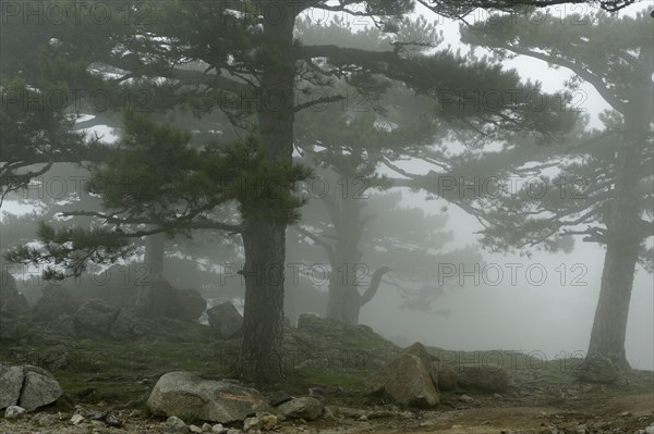 Trees in the fog on the Col del Bavella