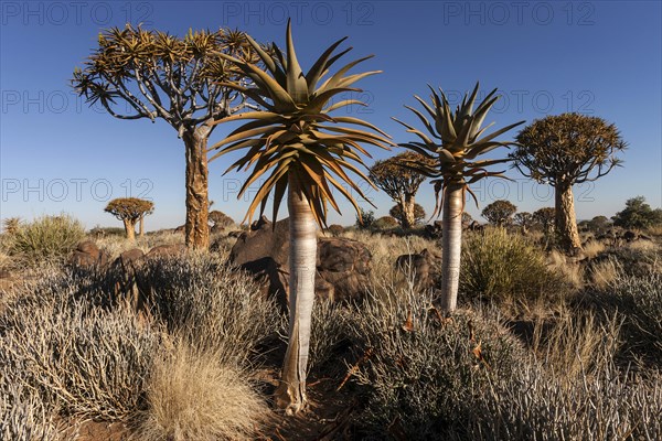 Young and old quiver trees (Aloe dichotoma) in the Quiver Tree Forest near Keetmanshoop
