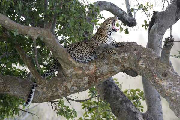 Leopard (Panthera pardus)