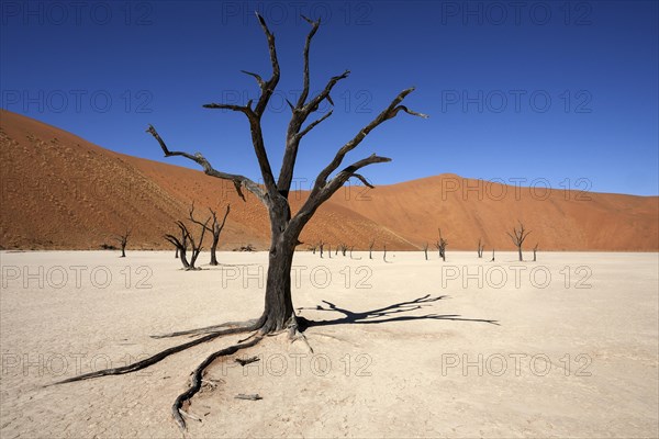 Dead Camel thorn trees (Vachellia erioloba)