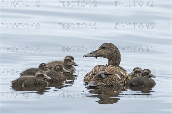 Eider ducks (Somateria mollissima)