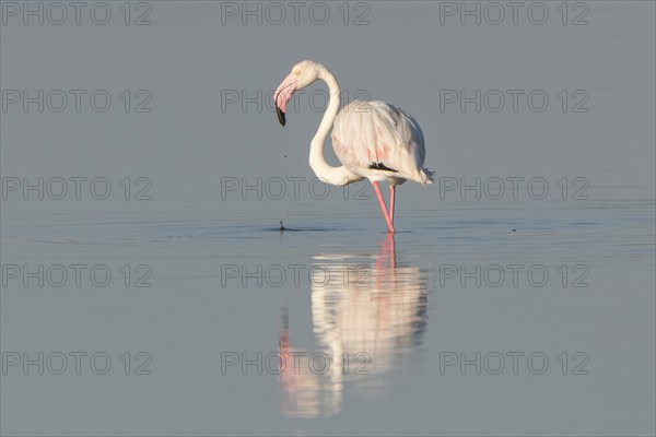 American Flamingo (Phoenicopterus ruber) foraging for food