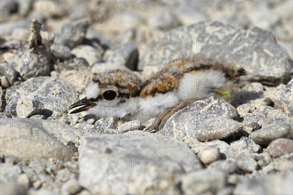 Little Ringed Plover (Charadrius dubius)