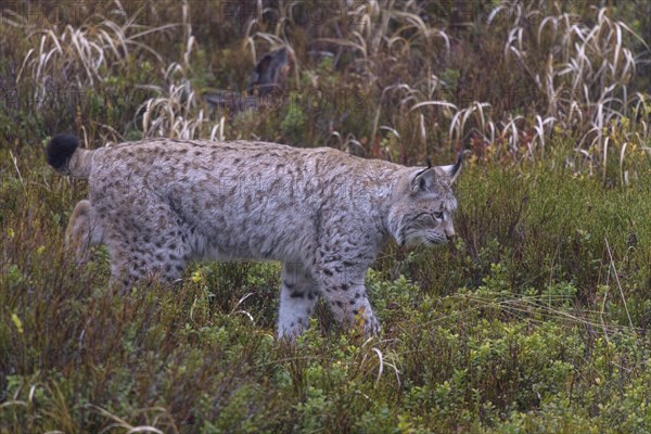 Eurasian lynx (Lynx lynx)