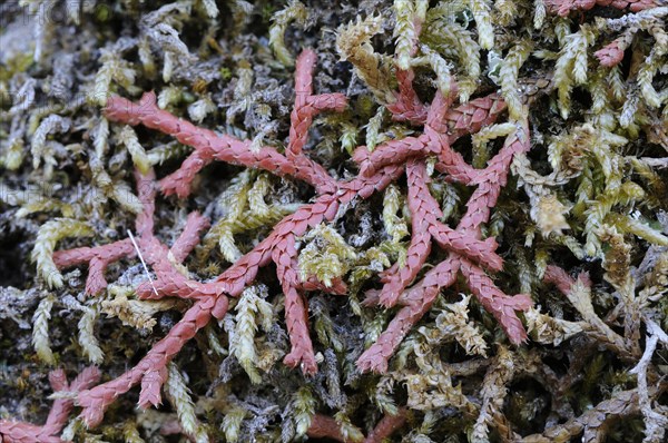 Mediterranean Clubmoss (Selaginella denticulata)