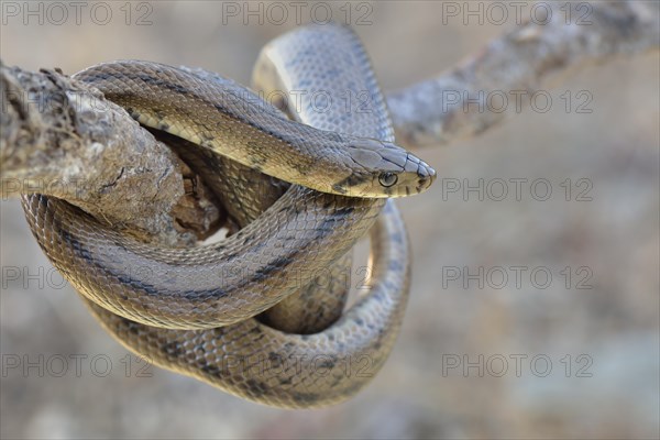 Ladder snake (Rhinechis scalaris)