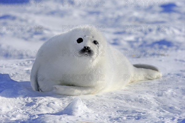 Harp Seal or Saddleback Seal (Pagophilus groenlandicus