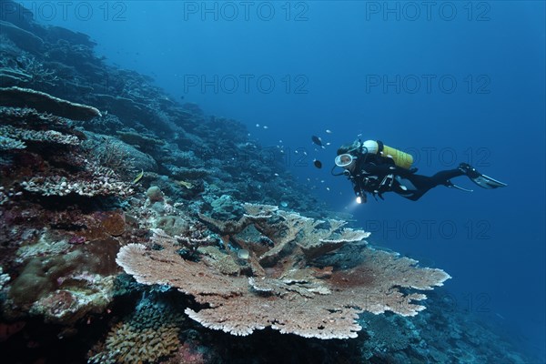 Divers looking at table coral (Acropora hyacinthus) at drop-off