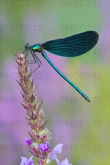 Beautiful Demoiselle (Calopteryx virgo)