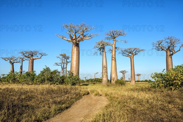 Avenue of the Baobabs