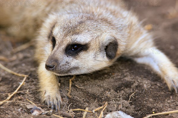 Meerkat (Suricata suricatta) adult