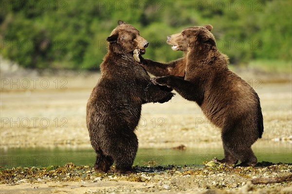 Two Brown Bears (Ursus arctos) play-fighting with each other