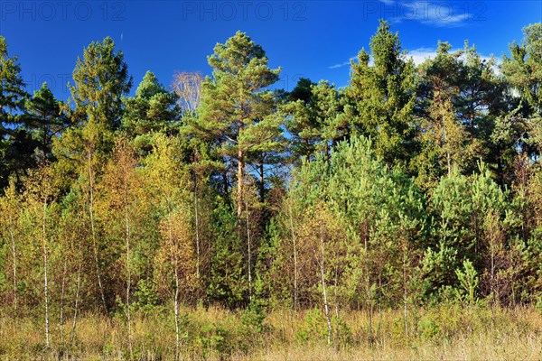 Scots Pines (Pinus sylvestris) and Downy Birches (Betual pubescens) at Grundbeckenmoor