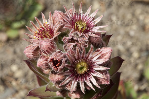 Common Houseleek (Sempervivum tectorum)