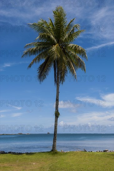 Palm tree at the beach