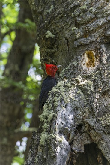 Magellanic woodpecker (Campephilus magellanicus)