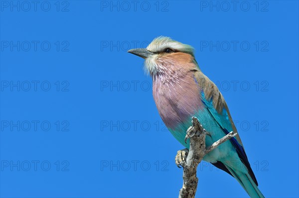 Lilac-breasted Roller (Coracias caudatus)