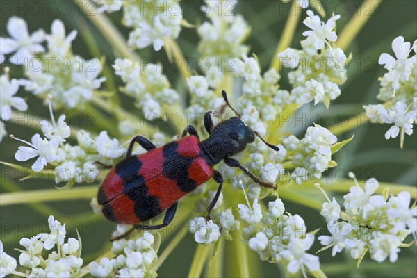 Bee beetle (Trichodes apiarius)