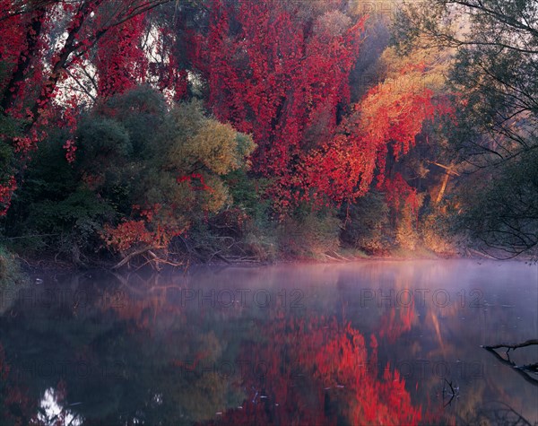 Autumn mood with wild vine