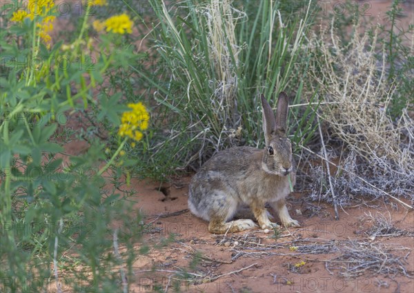 Desert Cottontail (Sylvilagus audubonii)