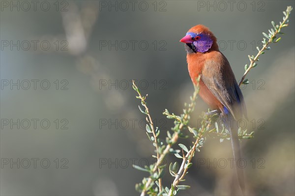 Violet-eared Waxbill (Uraeginthus granatina)