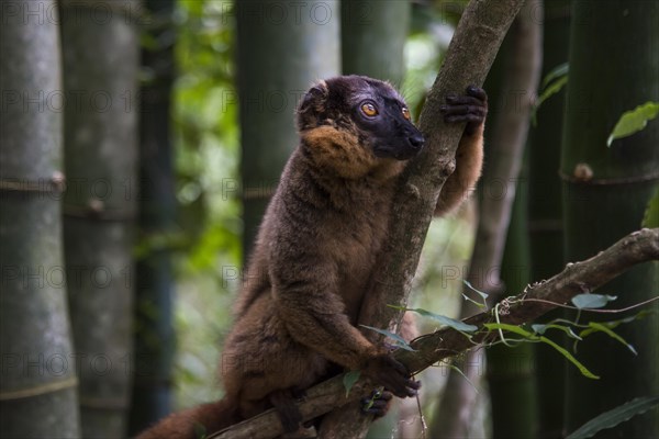 Common brown lemur (Eulemur fulvus)