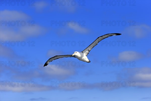 Shy albatross (Thalassarche cauta)