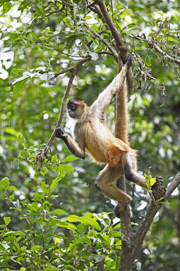 Central American Spider Monkey or Geoffroy's Spider Monkey (Ateles geoffroyi)