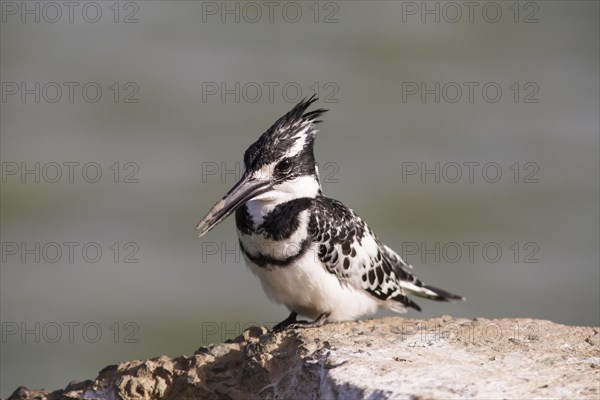 Pied Kingfisher (Ceryle rudis) sitting on wall