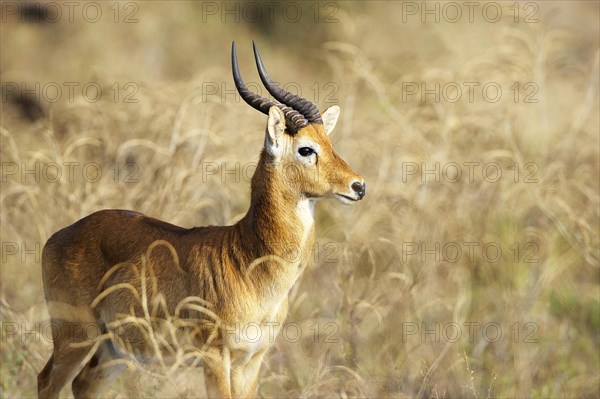 Puku (Kobus vardonii)