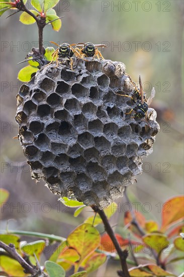 Paper Wasps (Polistes Nimpha) at nest