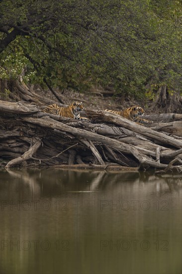 Young wild Bengal Tiger cubs (Panthera tigris tigris) lying on a fallen tree
